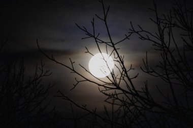 Alacakaranlık gökyüzünde güzel ışıklandırmasıyla gece büyük ayı. Göksel ışıltı geceyi uzun ağaçların yapraksız dalları arasında aydınlatıyor ve muhteşem iç içe geçmiş siluetleri görebilirsiniz.