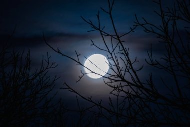 Alacakaranlık gökyüzünde güzel ışıklandırmasıyla gece büyük ayı. Göksel ışıltı geceyi uzun ağaçların yapraksız dalları arasında aydınlatıyor ve muhteşem iç içe geçmiş siluetleri görebilirsiniz.