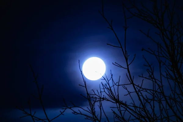 美しい照明と夕暮れの空に夜の大きな月 背の高い木の葉の枝を通って夜を照らす天窓からは 素晴らしい絡み合ったシルエットを見ることができます — ストック写真