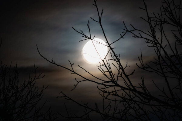 Night big moon in the twilight sky with beautiful lighting. The celestial luminary lights up the evening through the leafless branches of tall trees and you can see the fabulous intertwined silhouettes