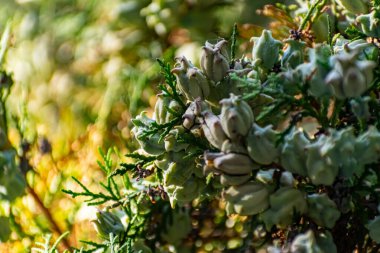 Yeşil bir tui çalısı üzerinde Aquamarine mavisi meyve konileri. Küçük solmuş bitki örtüsünün üzerinde küçük turkuaz renkli toplar ve sert küçük toplar.
