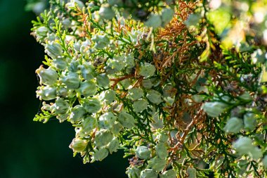 Yeşil bir tui çalısı üzerinde Aquamarine mavisi meyve konileri. Küçük solmuş bitki örtüsünün üzerinde küçük turkuaz renkli toplar ve sert küçük toplar.