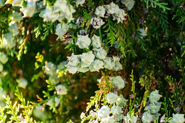 아콰마린 푸르스름 푸르른 Bush 청록색 — 스톡 사진
