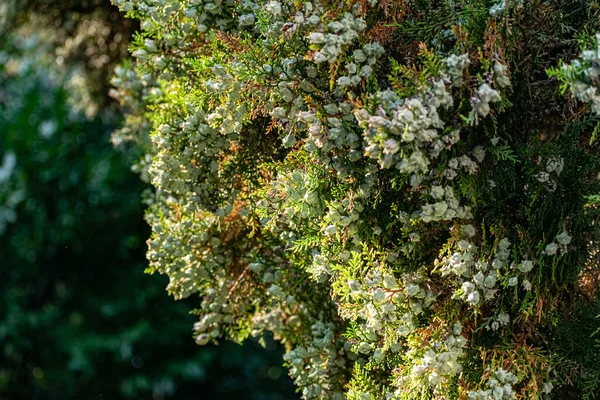 Conos Fruta Azulada Aguamarina Tui Verde Bush Pelotas Regordetas Duras —  Fotos de Stock