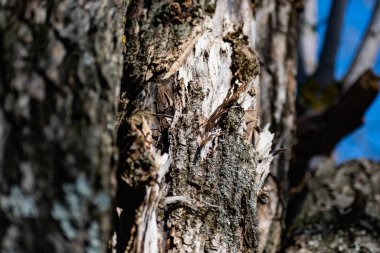Kabuklu dikey kütükler, testereli ağaç gövdeleri birbirine yakın durur. Doğal ve doğal kerestelerden bir duvar yaratmak