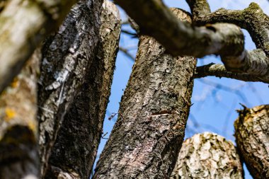Kabuklu dikey kütükler, testereli ağaç gövdeleri birbirine yakın durur. Doğal ve doğal kerestelerden bir duvar yaratmak