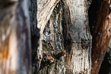 Kabuklu dikey kütükler, testereli ağaç gövdeleri birbirine yakın durur. Doğal ve doğal kerestelerden bir duvar yaratmak