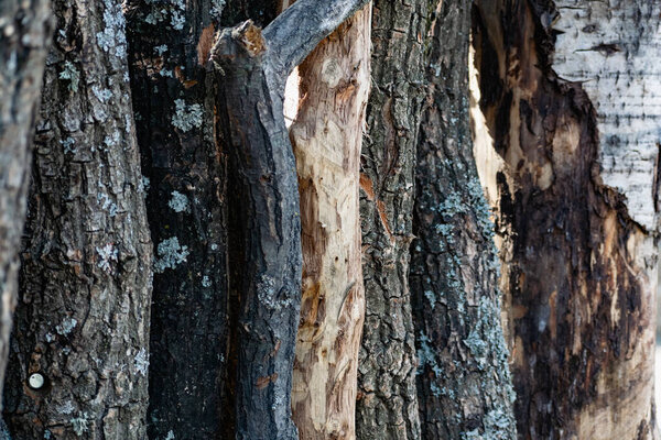 Вертикальные бревна с корой, стволы пиломатериалов стоят близко друг к другу. Создание стены из натуральной и натуральной древесины
