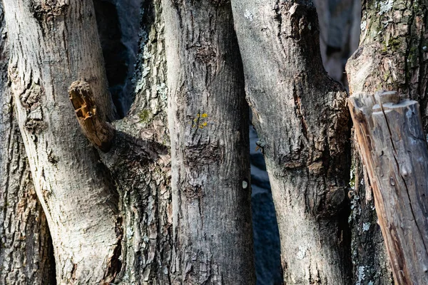 Troncos Verticais Com Casca Troncos Árvore Serrada Ficar Perto Uns — Fotografia de Stock