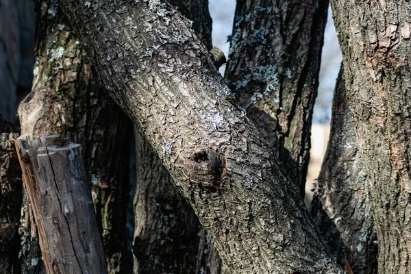 Troncos Verticais Com Casca Troncos Árvore Serrada Ficar Perto Uns — Fotografia de Stock