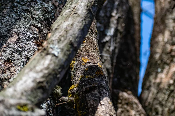 Troncos Verticais Com Casca Troncos Árvore Serrada Ficar Perto Uns — Fotografia de Stock