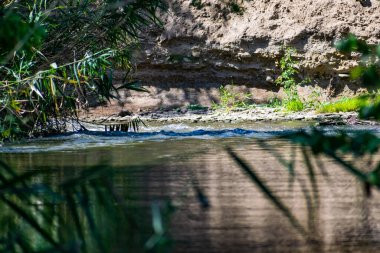 Taze suyla akan bir nehir yeşil yapraklı büyük ağaçlar asar, güneş ışınlarını geçer ve gölgeler oluşturan birçok bitki, ot ve çiçeğin etrafını sarar.