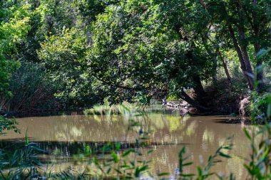 Taze suyla akan bir nehir yeşil yapraklı büyük ağaçlar asar, güneş ışınlarını geçer ve gölgeler oluşturan birçok bitki, ot ve çiçeğin etrafını sarar.