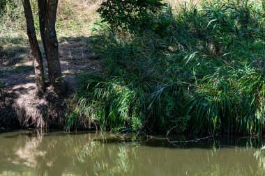 Taze suyla akan bir nehir yeşil yapraklı büyük ağaçlar asar, güneş ışınlarını geçer ve gölgeler oluşturan birçok bitki, ot ve çiçeğin etrafını sarar.