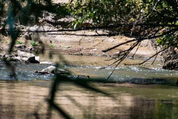 Río Fluido Con Agua Dulce Sobre Que Cuelgan Grandes Árboles — Foto de Stock