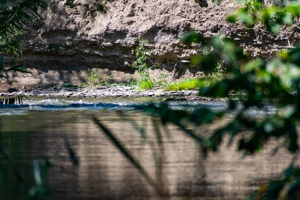 Río Fluido Con Agua Dulce Sobre Que Cuelgan Grandes Árboles — Foto de Stock