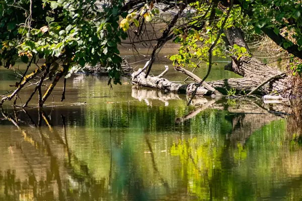 Ein Fließender Fluss Mit Süßwasser Über Den Große Bäume Mit — Stockfoto