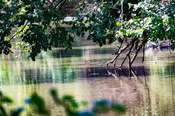 Flowing River Fresh Water Which Hang Large Trees Green Leaves — Stock Photo, Image