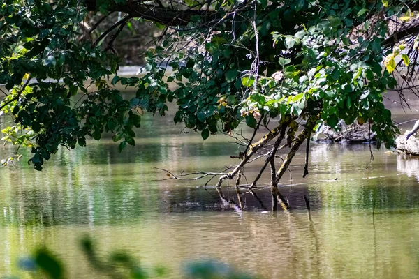 Ein Fließender Fluss Mit Süßwasser Über Den Große Bäume Mit — Stockfoto