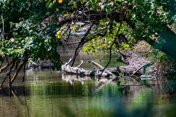 Rio Fluindo Com Água Doce Sobre Qual Pendurar Grandes Árvores — Fotografia de Stock