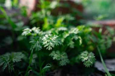 İnce yapraklı ve yapraklı yeşil çimenler. Doğal kökenin doğal arka planı