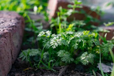 İnce yapraklı ve yapraklı yeşil çimenler. Doğal kökenin doğal arka planı