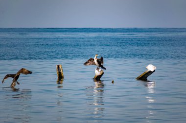 Karadeniz 'in ortasında büyük karabataklar metal parçaların üzerinde otururlar. Orta büyüklükteki kuş türleri dinlenir ve güneşte kanatlarını ve tüylerini kurutur.
