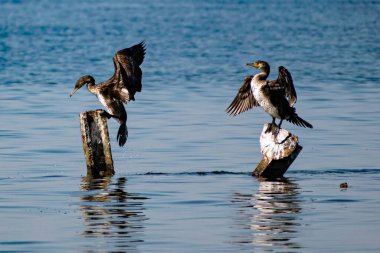 Karadeniz 'in ortasında büyük karabataklar metal parçaların üzerinde otururlar. Orta büyüklükteki kuş türleri dinlenir ve güneşte kanatlarını ve tüylerini kurutur.