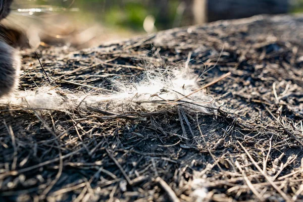 Light gray fibers from animal hair or white down, caught on small wooden debris on the street in the open air