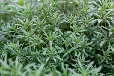 İnce yapraklı ve yapraklı yeşil çimenler. Doğal kökenin doğal arka planı