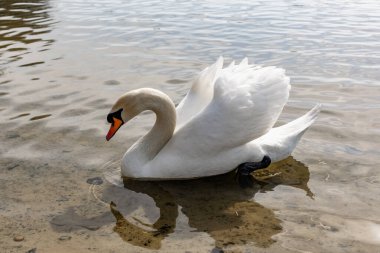 Narin hava tüyleri olan güzel beyaz bir kuğu kumlu bir zeminde tek başına yüzüyor. Büyük bir kuş su deposunda sessizce yaşar..