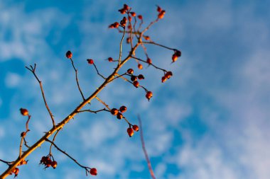 Berrak mavi gökyüzüne karşı zengin kırmızı gül ağaçları dikenli çalıların dallarında büyür ve ilkbahara kadar yeşil yapraklar olmadan kışı geçirir.
