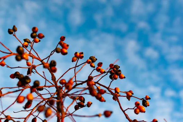 Rich Red Rosehip Berries Clear Blue Sky Grow Large Group — Stock Photo, Image