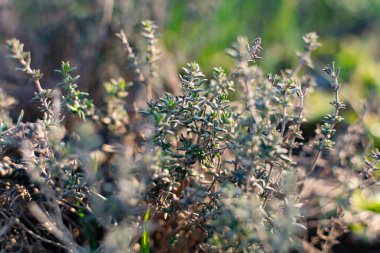 Düşük büyüyen aromatik bir çalı ya da kekik ya da kekik çalısı. Gün batımında küçük yaprakların güzel fotoğrafı. Halk tıbbında ve lezzet vermek için kullanılan faydalı bir bitki.