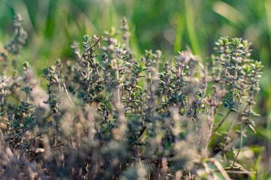 Düşük büyüyen aromatik bir çalı ya da kekik ya da kekik çalısı. Gün batımında küçük yaprakların güzel fotoğrafı. Halk tıbbında ve lezzet vermek için kullanılan faydalı bir bitki.