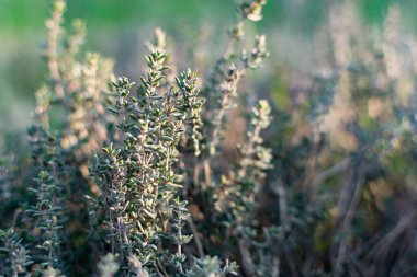 Düşük büyüyen aromatik bir çalı ya da kekik ya da kekik çalısı. Gün batımında küçük yaprakların güzel fotoğrafı. Halk tıbbında ve lezzet vermek için kullanılan faydalı bir bitki.