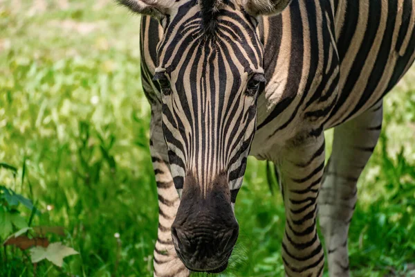 Chapman Zebra Ein Großes Huftier Aus Der Pferdefamilie Gestreifte Schwarz — Stockfoto