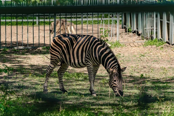 Chapmans Zebra Ett Stort Hovdjur Från Hästfamiljen Randig Svart Och — Stockfoto