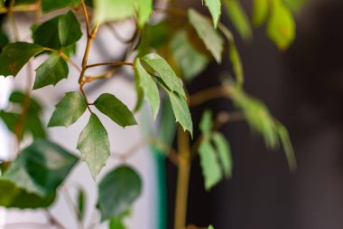 Ev bitkilerinin yeşil ve kırılgan yaprakları. Tasarım için yakın plan. Görüntü, dekorasyon ve dekorasyon için.