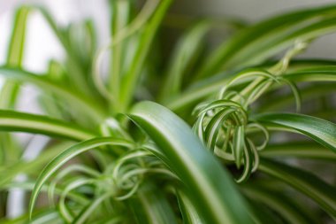 Ev bitkilerinin yeşil ve kırılgan yaprakları. Tasarım için yakın plan. Görüntü, dekorasyon ve dekorasyon için.