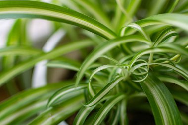 Ev bitkilerinin yeşil ve kırılgan yaprakları. Tasarım için yakın plan. Görüntü, dekorasyon ve dekorasyon için.