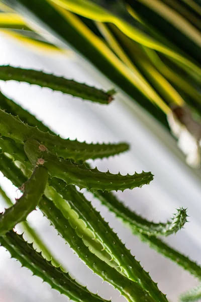 Grüne Und Zerbrechliche Blätter Von Zimmerpflanzen Nahaufnahme Für Designhintergrund Mit — Stockfoto