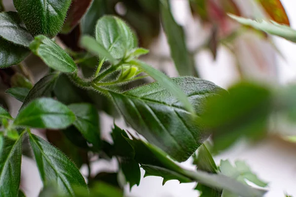 Hojas Verdes Frágiles Plantas Interior Primer Plano Para Fondo Diseño — Foto de Stock