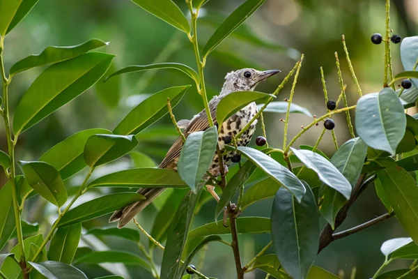 Oiseau Chanteur Est Assis Sur Les Branches Arbre Fruitier Avec — Photo