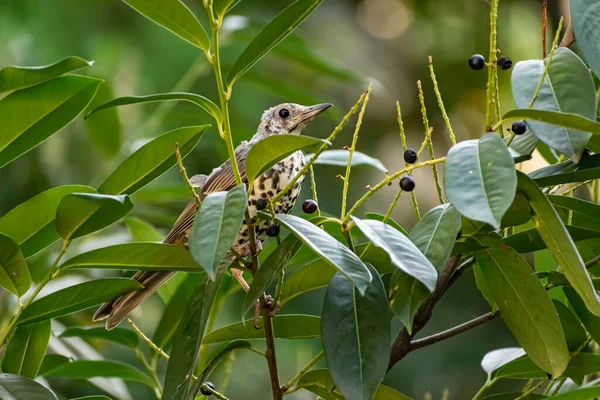 Pájaro Cantor Sienta Las Ramas Árbol Frutal Con Fruta Negra — Foto de Stock