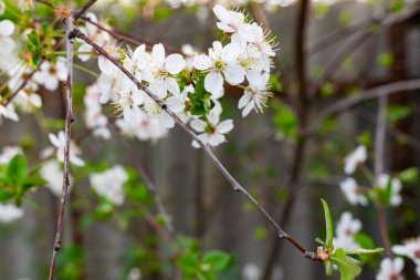 Kiraz ağacında bir sürü beyaz çiçek var. İnce dallar ve yeşil yapraklar üzerinde yumuşak, narin yapraklar. Bahar havası ve güzel doğa.