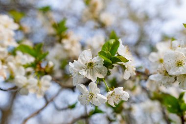 Kiraz ağacında bir sürü beyaz çiçek var. İnce dallar ve yeşil yapraklar üzerinde yumuşak, narin yapraklar. Bahar havası ve güzel doğa.