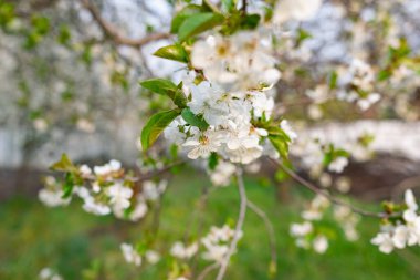 Kiraz ağacında bir sürü beyaz çiçek var. İnce dallar ve yeşil yapraklar üzerinde yumuşak, narin yapraklar. Bahar havası ve güzel doğa.