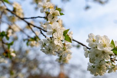 Kiraz ağacında bir sürü beyaz çiçek var. İnce dallar ve yeşil yapraklar üzerinde yumuşak, narin yapraklar. Bahar havası ve güzel doğa.