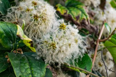 Sonbaharın başında büyük yeşil bir çalı ve yazın sonunda kabarık tüylü ve tüylü ciltlerle. Beyaz bir duvarda asılı bej bir yaprak çalısı